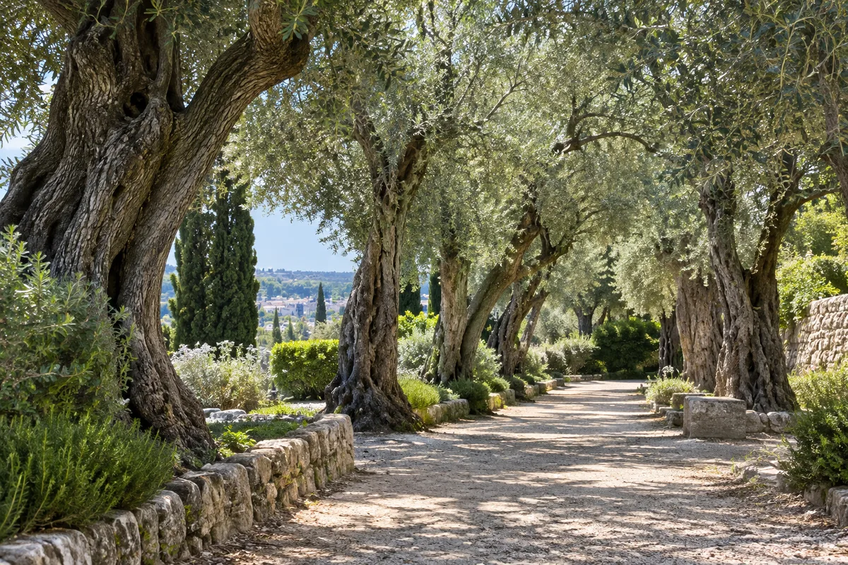 Allée d’oliviers centenaires dans un jardin public sur la colline de Cimiez
